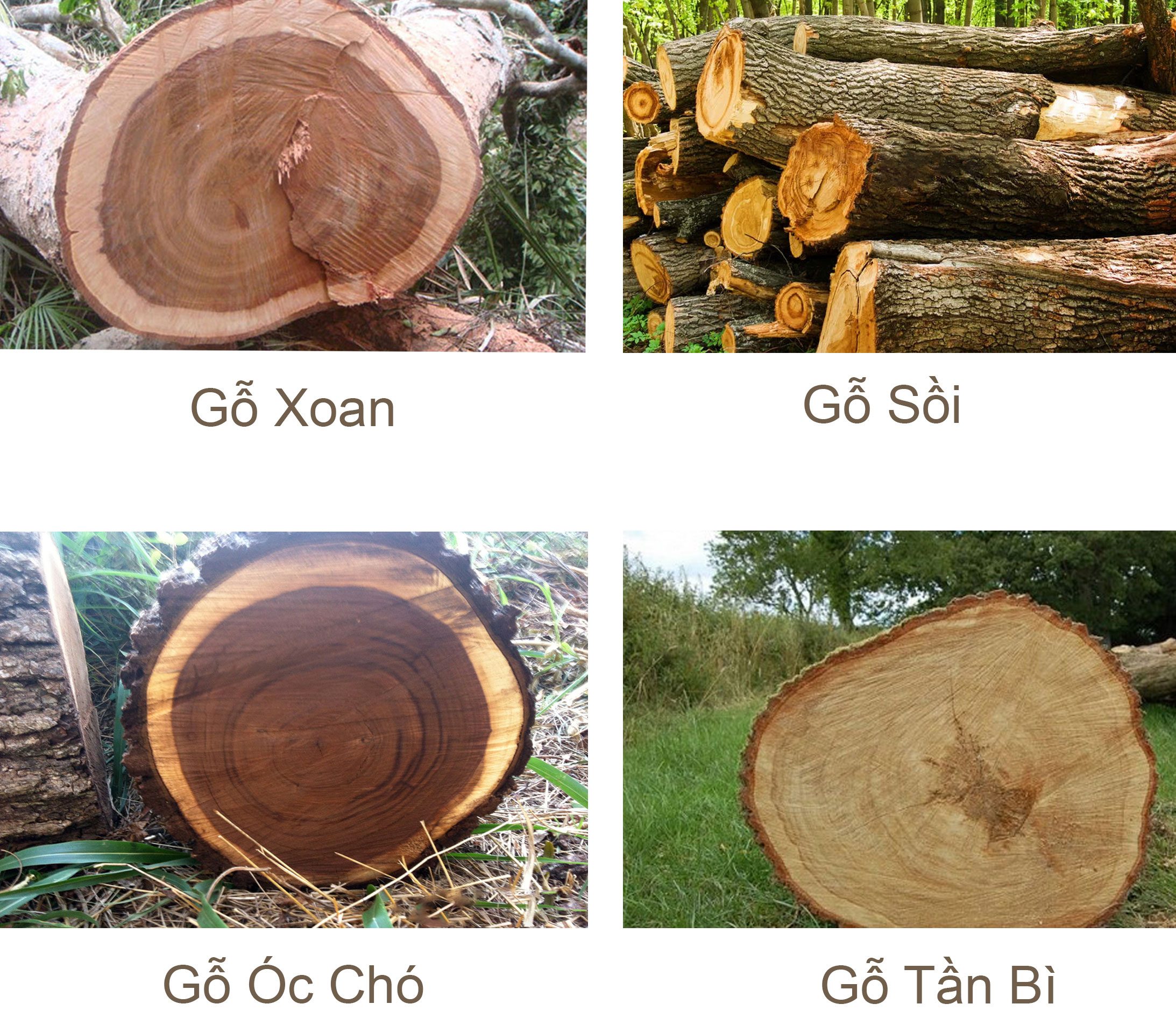 các loại gỗ tự nhiên 
